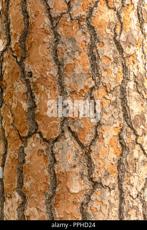 Red pine tree bark vertical texture or background Stock Photo