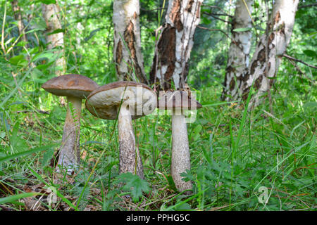 Group of three Brown Birch Bolete mushrooms or Leccinum scabrum in natural habitat, birch forest Stock Photo