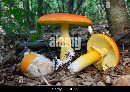 Three Amanita caesarea mushrooms in different developmental stages, very young, half and fully developed specimen Stock Photo