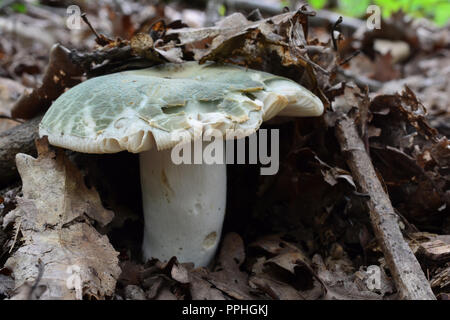 Russula virescens, commonly known as the green-cracking russula, the quilted green russula, or the green brittlegill, delicious edible mushroom in nat Stock Photo