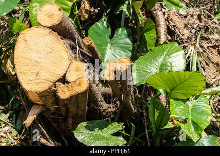 Freshly cut tree after Typhoon Mangkhut causes destruction along path including China Stock Photo