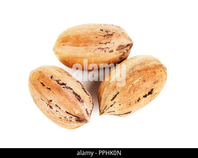 pecan nuts in a shell, isolated on white background Stock Photo