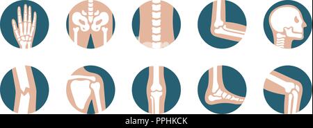 Set of human joints and bones. Vector knee, leg, pelvis, scapula, skull, elbow, foot and hand icons. Orthopedic and skeleton symbols on white background Stock Vector