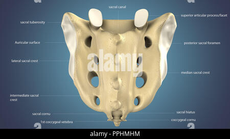 3d illustration of human skeleton sacral  bone anatomy. Stock Photo