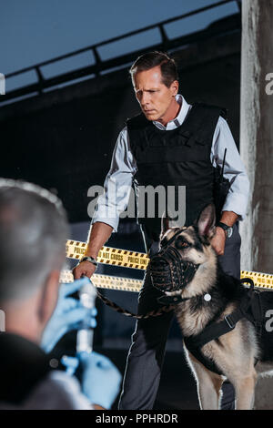 selective focus of mature policeman with german shepherd dog on leash while his colleague sitting near at crime scene Stock Photo