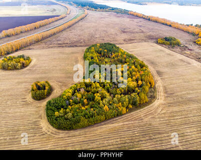 A view from above of autumn forest forests and a farm field in the forest. Harvesting on a wheat field. Russia Altai territory. Top view small Islands of forest in the field.