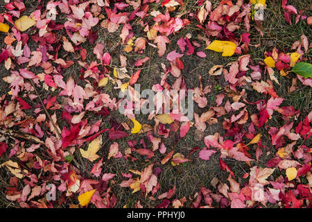 Autumn leaves Burgundy on the ground in the Park.. Colorful background made of fallen autumn leaves. Stock Photo