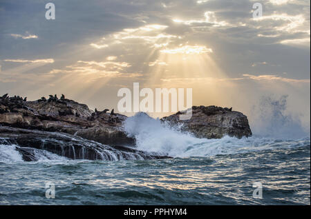 Seascape.  The colony of seals on the island. The rays of the sun through the clouds in the dawn sky, the waves breaking with the spray on the rocks.. Stock Photo