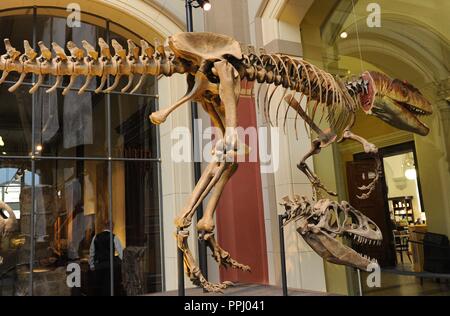 Allosaurus, dinosaurs terópodos alosáuridos. He lived at the end of the Jurassic period and at the beginning of the Cretaceous, about 156 and 144 million years ago, in the Kimeridgian, the Titonian, in what is now North America and Europe. Reproduction of a specimen in the room of the dinosaurs. Museum fur Naturkunde. Berlin. Germany. Europe. Stock Photo