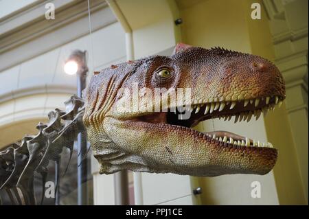 Allosaurus, dinosaurs terópodos alosáuridos. He lived at the end of the Jurassic period and at the beginning of the Cretaceous, about 156 and 144 million years ago, in the Kimeridgian, the Titonian, in what is now North America and Europe. Reproduction of a specimen in the room of the dinosaurs. Museum fur Naturkunde. Berlin. Germany. Europe. Stock Photo