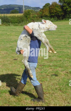 Farmer holding newborn calf in the field in East Devon Stock Photo