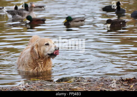 Swimming dog Stock Photo