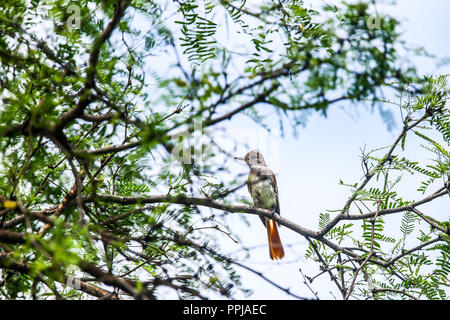 Brown-crested Flycatcher  Copeton Tirano . anida en los huecos de los troncos.  **** Reserva Monte Mojino (ReMM) de la Natural Culture International ( Stock Photo