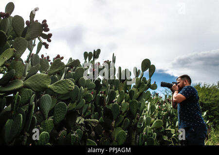 Misael Glauss toma una fotografia de las pencas de nopal en el municipio de Magdalena, Sonora, Mexico. Pencas of the cactus. catus with tuna fruit. Stock Photo