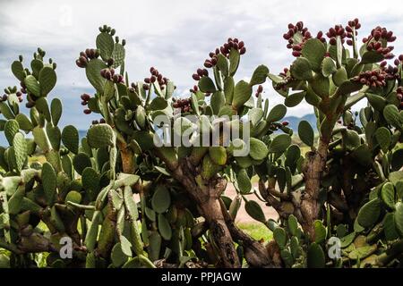 Pencas of the cactus. catus with tuna fruit. Opuntia ficus-indica, known as prickly pear, fig tree, palera, tuna, prickly pear, is a species of shrub Stock Photo