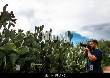 Misael Glauss toma una fotografia de las pencas de nopal en el municipio de Magdalena, Sonora, Mexico. Pencas of the cactus. catus with tuna fruit. Stock Photo