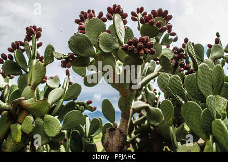 Pencas of the cactus. catus with tuna fruit. Opuntia ficus-indica, known as prickly pear, fig tree, palera, tuna, prickly pear, is a species of shrub Stock Photo