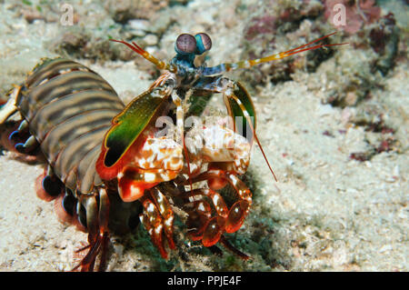 Full size portrait of a peacock mantis shrimp standing on a sea bottom, Panglao, Philippines Stock Photo