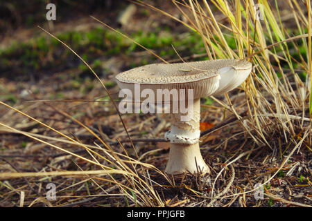 A mushroom growing in the forest Stock Photo