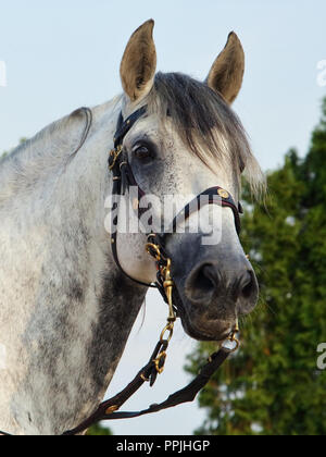 Portrait of andalusian stallion PRE near the stable at the rest Stock Photo