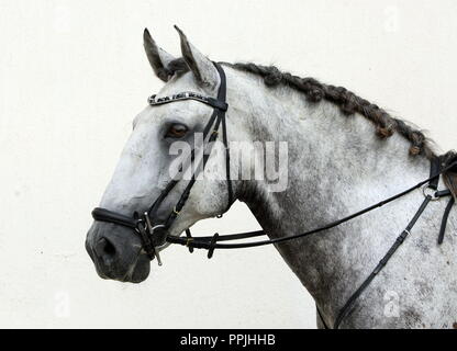 Portrait of andalusian stallion PRE near the stable at the rest Stock Photo