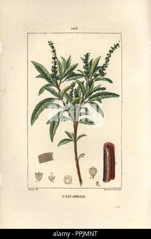 Cascarilla or grannybush, Croton eluteria, with section through bark. Handcoloured stipple copperplate engraving by Lambert Junior from a drawing by Pierre Jean-Francois Turpin from Chaumeton, Poiret et Chamberet's 'La Flore Medicale,' Paris, Panckoucke, 1830. Turpin (17751840) was one of the three giants of French botanical art of the era alongside Pierre Joseph Redoute and Pancrace Bessa. Stock Photo