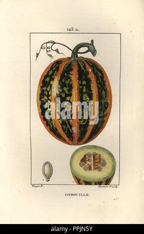 Pumpkin, Cucurbita maxima, showing ripe fruit and section. Handcoloured stipple copperplate engraving by Dubois from a drawing by Pierre Jean-Francois Turpin from Chaumeton, Poiret et Chamberet's 'La Flore Medicale,' Paris, Panckoucke, 1830. Turpin (17751840) was one of the three giants of French botanical art of the era alongside Pierre Joseph Redoute and Pancrace Bessa. Stock Photo