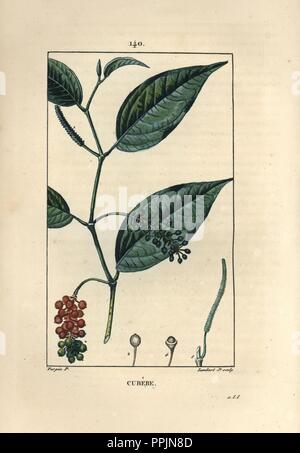 Cubeb pepper shrub, Piper cubeba. Handcoloured stipple copperplate engraving by Lambert Junior from a drawing by Pierre Jean-Francois Turpin from Chaumeton, Poiret et Chamberet's 'La Flore Medicale,' Paris, Panckoucke, 1830. Turpin (17751840) was one of the three giants of French botanical art of the era alongside Pierre Joseph Redoute and Pancrace Bessa. Stock Photo