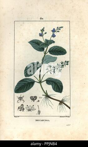 Brooklime or European speedwell, Veronica beccabunga. Handcoloured stipple copperplate engraving by Lambert Junior from a drawing by Pierre Jean-Francois Turpin from Chaumeton, Poiret et Chamberet's 'La Flore Medicale,' Paris, Panckoucke, 1830. Turpin (17751840) was one of the three giants of French botanical art of the era alongside Pierre Joseph Redoute and Pancrace Bessa. Stock Photo