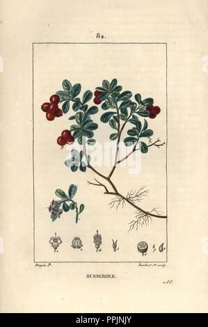 Bearberry or bearsberry, Arctostaphylos uva-ursi. Handcoloured stipple copperplate engraving by Lambert Junior from a drawing by Pierre Jean-Francois Turpin from Chaumeton, Poiret et Chamberet's 'La Flore Medicale,' Paris, Panckoucke, 1830. Turpin (17751840) was one of the three giants of French botanical art of the era alongside Pierre Joseph Redoute and Pancrace Bessa.