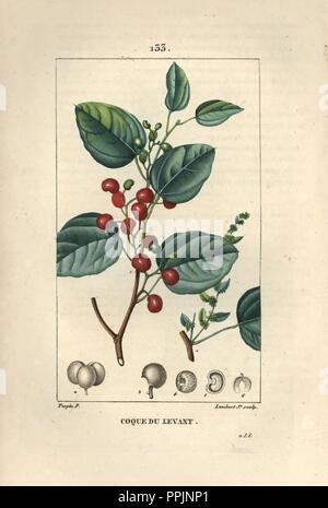 Indian cockles tree, Anamirta cocculus, with unripe and ripe fruit, Cocculus indicus. Handcoloured stipple copperplate engraving by Lambert Junior from a drawing by Pierre Jean-Francois Turpin from Chaumeton, Poiret et Chamberet's 'La Flore Medicale,' Paris, Panckoucke, 1830. Turpin (17751840) was one of the three giants of French botanical art of the era alongside Pierre Joseph Redoute and Pancrace Bessa. Stock Photo