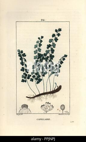 Maidenhair fern, Adiantum capillus veneris. Handcoloured stipple copperplate engraving by Lambert Junior from a drawing by Pierre Jean-Francois Turpin from Chaumeton, Poiret et Chamberet's 'La Flore Medicale,' Paris, Panckoucke, 1830. Turpin (17751840) was one of the three giants of French botanical art of the era alongside Pierre Joseph Redoute and Pancrace Bessa. Stock Photo