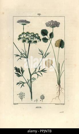 Anise or aniseed, Pimpinella anisum. Handcoloured stipple copperplate engraving by Lambert Junior from a drawing by Pierre Jean-Francois Turpin from Chaumeton, Poiret et Chamberet's 'La Flore Medicale,' Paris, Panckoucke, 1830. Turpin (17751840) was one of the three giants of French botanical art of the era alongside Pierre Joseph Redoute and Pancrace Bessa. Stock Photo