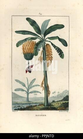 Banana tree with fruit, Musa paradisiaca. Handcoloured stipple copperplate engraving by Lambert Junior from a drawing by Pierre Jean-Francois Turpin from Chaumeton, Poiret et Chamberet's 'La Flore Medicale,' Paris, Panckoucke, 1830. Turpin (17751840) was one of the three giants of French botanical art of the era alongside Pierre Joseph Redoute and Pancrace Bessa. Stock Photo