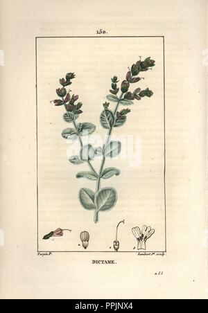 Dittany of Crete, Origanum dictamnus. Handcoloured stipple copperplate engraving by Lambert Junior from a drawing by Pierre Jean-Francois Turpin from Chaumeton, Poiret et Chamberet's 'La Flore Medicale,' Paris, Panckoucke, 1830. Turpin (17751840) was one of the three giants of French botanical art of the era alongside Pierre Joseph Redoute and Pancrace Bessa. Stock Photo