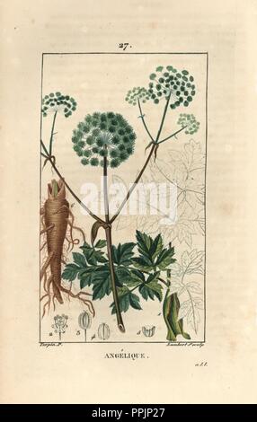 Garden angelica or wild celery, Angelica archangelica, showing flowers, leaves, root and seed. Handcoloured stipple copperplate engraving by Lambert Junior from a drawing by Pierre Jean-Francois Turpin from Chaumeton, Poiret et Chamberet's 'La Flore Medicale,' Paris, Panckoucke, 1830. Turpin (17751840) was one of the three giants of French botanical art of the era alongside Pierre Joseph Redoute and Pancrace Bessa. Stock Photo