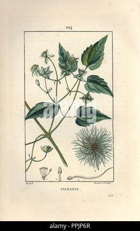 Old man's beard or traveller's joy, Clematis vitalba. Handcoloured stipple copperplate engraving by Lambert Junior from a drawing by Pierre Jean-Francois Turpin from Chaumeton, Poiret et Chamberet's 'La Flore Medicale,' Paris, Panckoucke, 1830. Turpin (17751840) was one of the three giants of French botanical art of the era alongside Pierre Joseph Redoute and Pancrace Bessa. Stock Photo