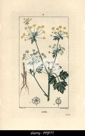 Wild celery, Apium graveolens. Handcoloured copperplate engraving after ...