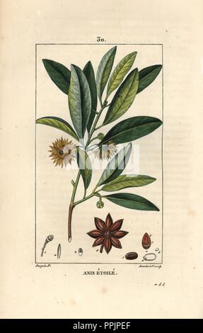 Chinese star anise or star aniseed, Illicium verum. Handcoloured stipple copperplate engraving by Lambert Junior from a drawing by Pierre Jean-Francois Turpin from Chaumeton, Poiret et Chamberet's 'La Flore Medicale,' Paris, Panckoucke, 1830. Turpin (17751840) was one of the three giants of French botanical art of the era alongside Pierre Joseph Redoute and Pancrace Bessa. Stock Photo