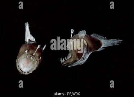 Humpback anglerfish Melanocetus johnsonii from deep sea is species of  black seadevil Stock Photo