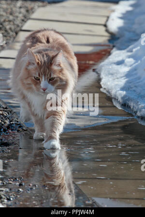 Big and strong norwegian forest cat male walking  on wet pavement Stock Photo