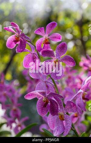 Beautiful tropical orchids of different colors and varieties Stock Photo