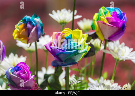 Rainbow roses in a bouquet outdoors garden. Stock Photo