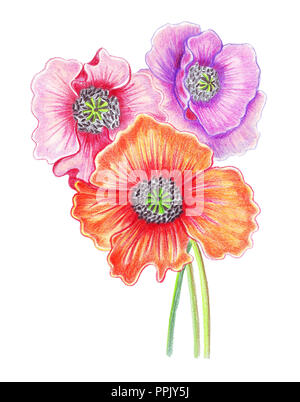 Hand drawing of watercolor pencils bunch of colorful poppies on the stalk Stock Photo