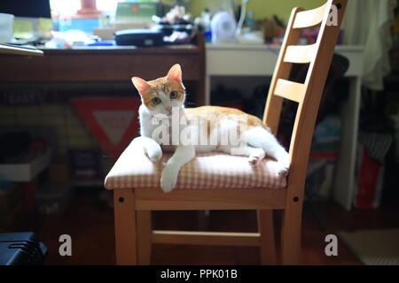 cat watching on the chair Stock Photo