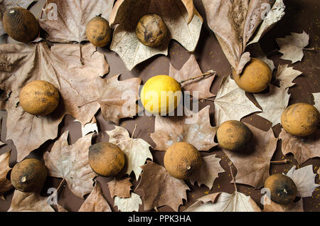 Autumn leaves decorated with dried lemons, on a background of brown color, incredible background for decorations with fall season theme. Stock Photo