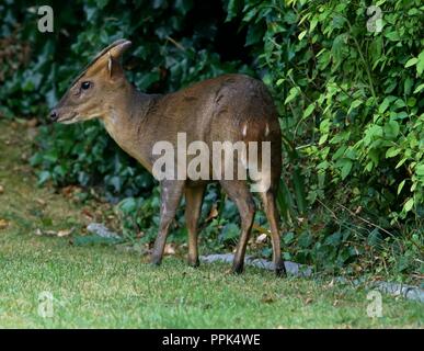 Muntjac Stock Photo