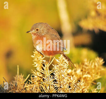 Dartford Warbler Stock Photo