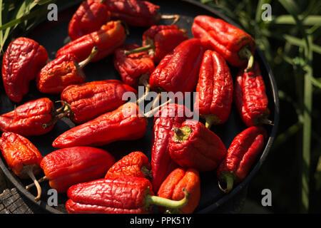 drying red bell peppers Stock Photo