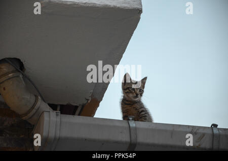Kitten on the roof.It looks around confused and scared. Stock Photo